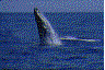 smileys 12476-whale_in_sea.gif