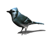 smileys 15418-blue_jay_look_md_wht.gif