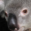 smileys 25367-koala5.jpg