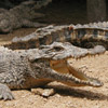 smileys 25783-crocodile.jpg