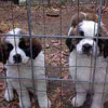 smileys 26272-puppys_in_jail.jpg
