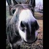 smileys 27059-donkey.jpg