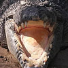 smileys 27733-crocodile3.jpg