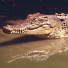 smileys 27756-aligator.jpg