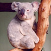 smileys 28301-koala.jpg