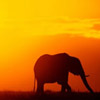 smileys 28764-elephant_sunset.jpg