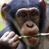 smileys 29467-chimpanzee3.jpg