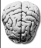 smileys 10524-anatomie758.gif