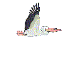 smileys 12439-Pelican_flies.gif