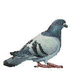 smileys 12481-pigeons003.gif
