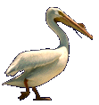 smileys 12743-pelican004.gif