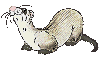 smileys 12838-furet017.gif