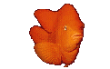 smileys 13131-poissons-gif-069.gif