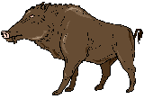 smileys 13705-anim_sanglier01.gif