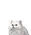 smileys 1380-chat-blanc-video.gif