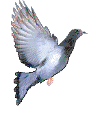 smileys 14059-pigeons004.gif