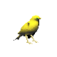 smileys 15575-canaris004.gif