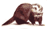 smileys 15650-raton_laveur014.gif