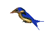 smileys 15850-oiseaux-gif-017.gif