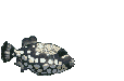 smileys 16565-Spotted_fish.gif