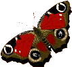 smileys 16921-papillon-gif-005.gif