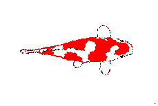 smileys 17178-poissons045.gif