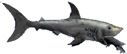 smileys 18618-requin-gif-018.gif