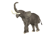smileys 18630-elephant003.gif