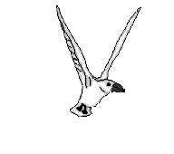 smileys 18696-mouette005.gif
