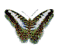 smileys 18723-papillon-gif-004.gif