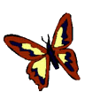 smileys 19065-papillon-gif-031.gif
