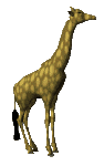 smileys 19185-giraffe002.gif