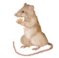 smileys 19518-rongeur10.gif