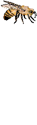 smileys 19851-honey37.gif
