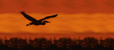 smileys 20328-bird_at_sunset.gif