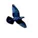 smileys 21267-corbeau005.gif