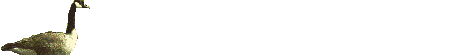 smileys 21388-Goose_swims.gif