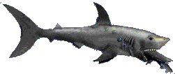 smileys 21568-requins011.gif