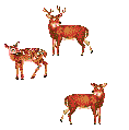 smileys 21910-cerf015.gif