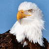 smileys 24666-eagle3.jpg