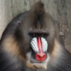 smileys 24742-red_nose_monkey.jpg