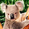 smileys 24777-koala4.jpg