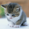 smileys 24924-little_cat.jpg