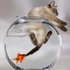 smileys 24945-fish_eat_cat.jpg