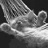 smileys 24982-little_sleeping_cat.jpg