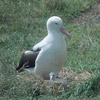 smileys 25244-royal_albatross1.jpg