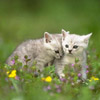 smileys 25360-two_sweet_cat1.jpg