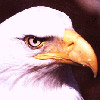 smileys 25384-eagle1.jpg