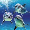 smileys 25404-dolphins.jpg