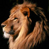 smileys 25447-lion_king.jpg